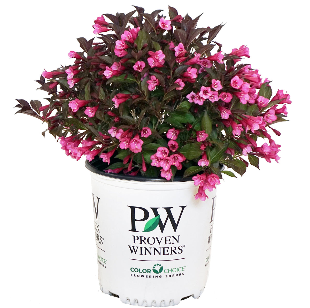 Green Promise Farms Weigela front view showing compact habit and planting readiness