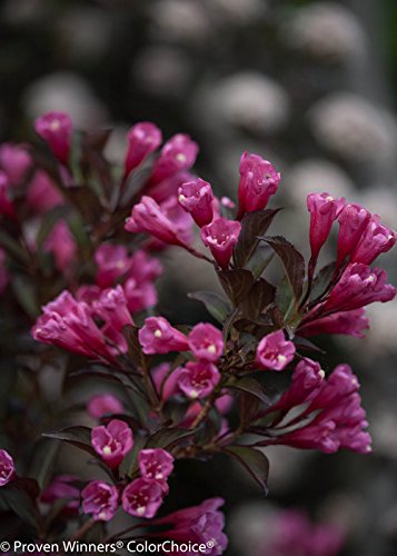 Green Promise Farms shrub beside a ruler to show mature height and spread