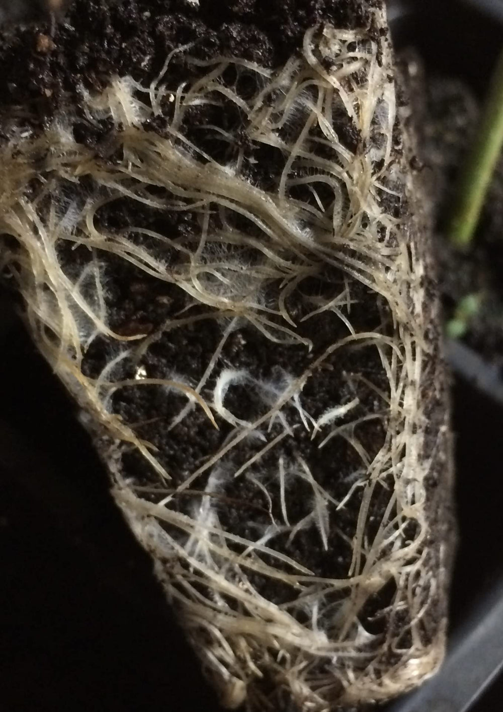 GreenEden applied in orchard scene showing tree root zone enhancement