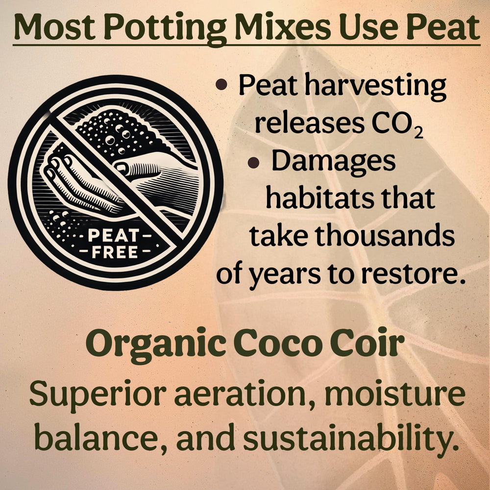Grow Queen repotting scene with hands using mix to support healthy roots