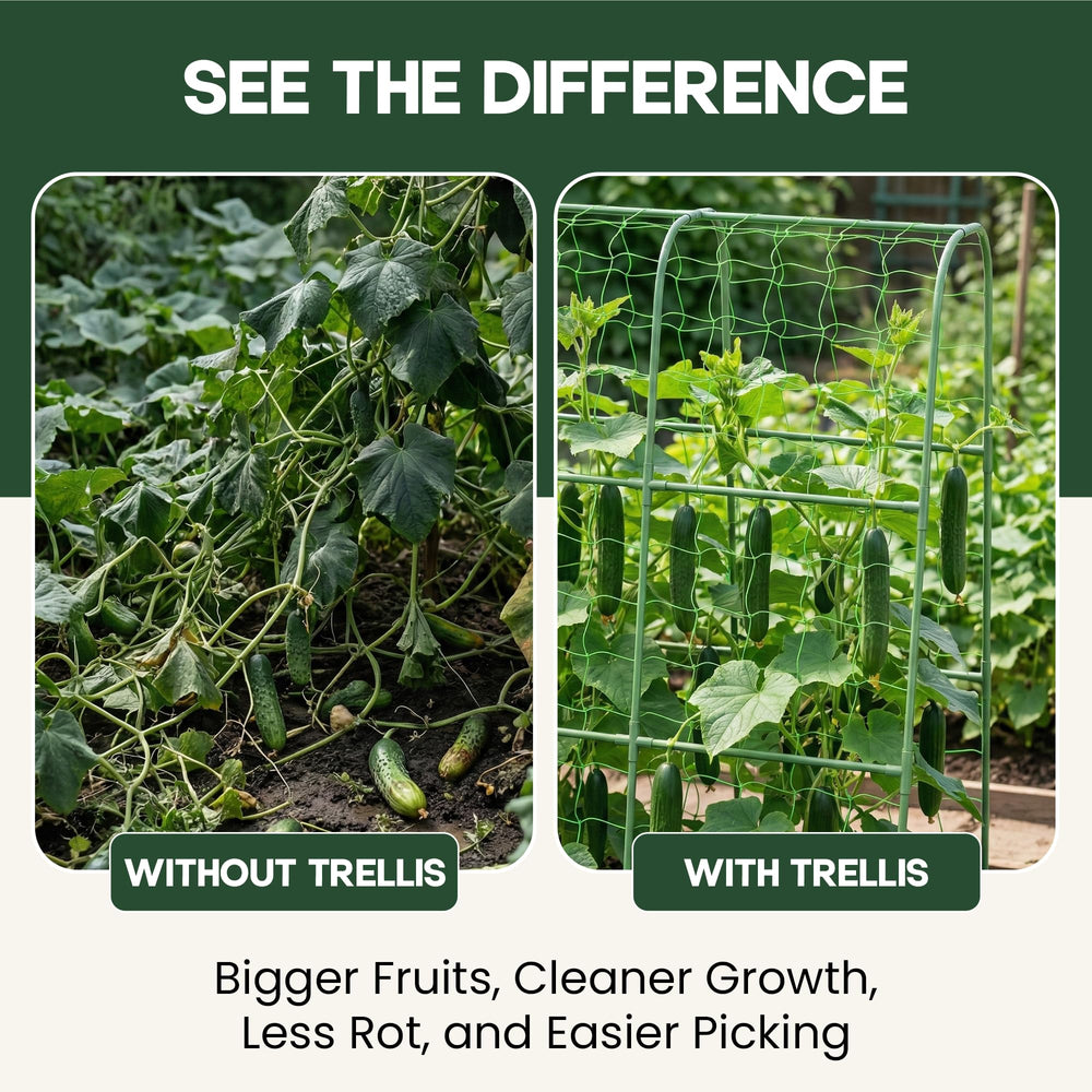 Growia trellis with cucumber vines showing size and harvest convenience