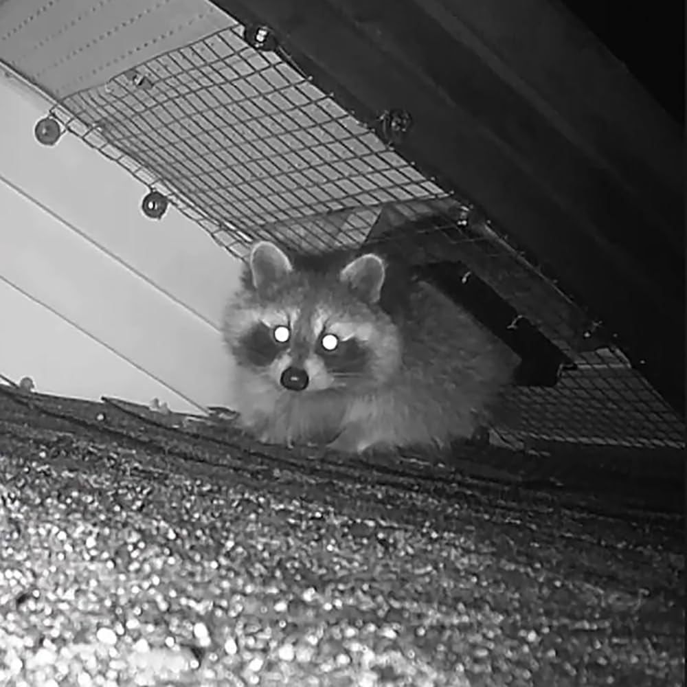 GROWLING door in backyard lifestyle scene showing discreet, humane wildlife control