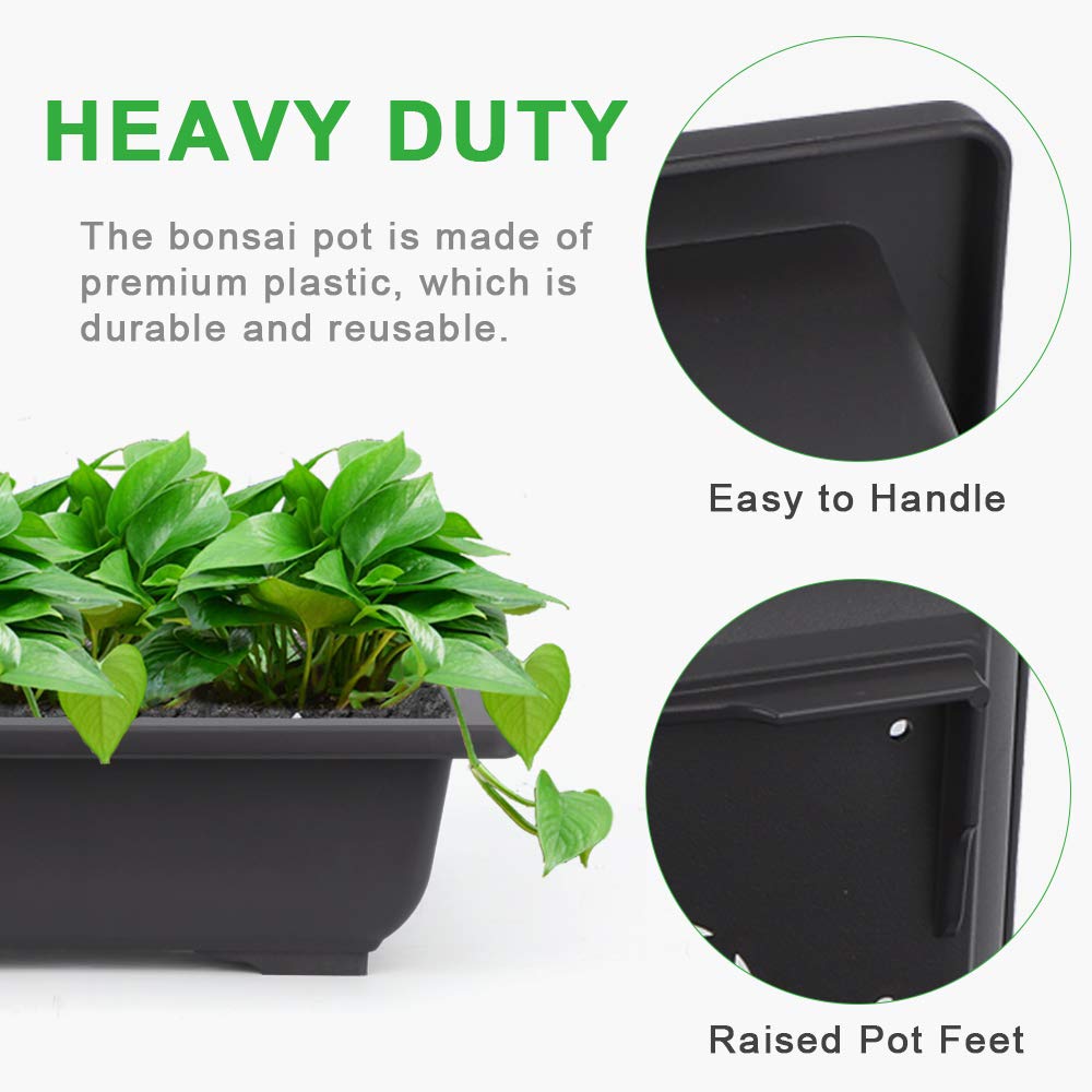GROWNEER bonsai in training pot demonstrating stable growth and easy watering
