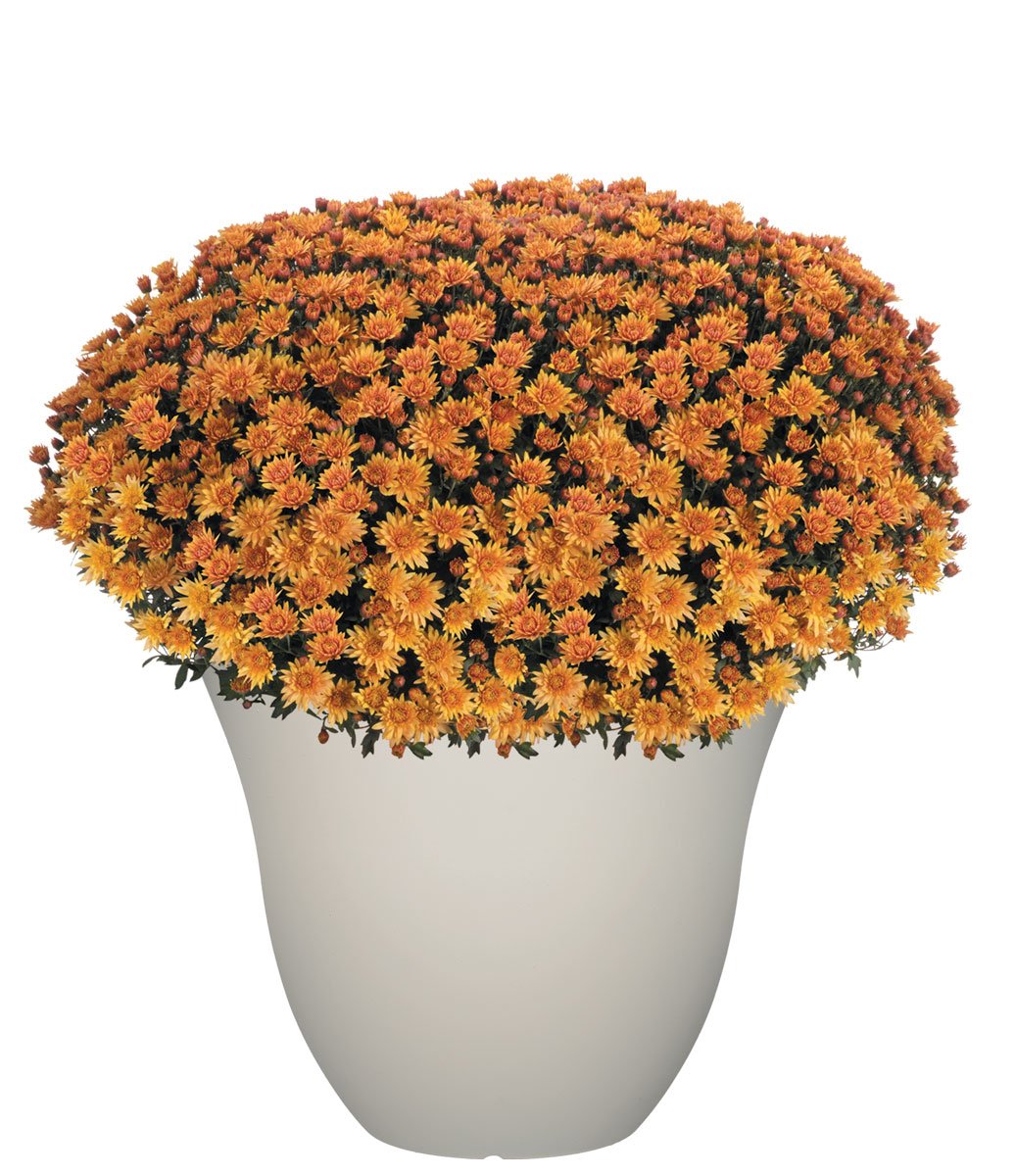 GROWSCAPE planter beside watering can showing 15-inch scale and ease of handling