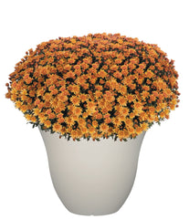 GROWSCAPE planter beside watering can showing 15-inch scale and ease of handling