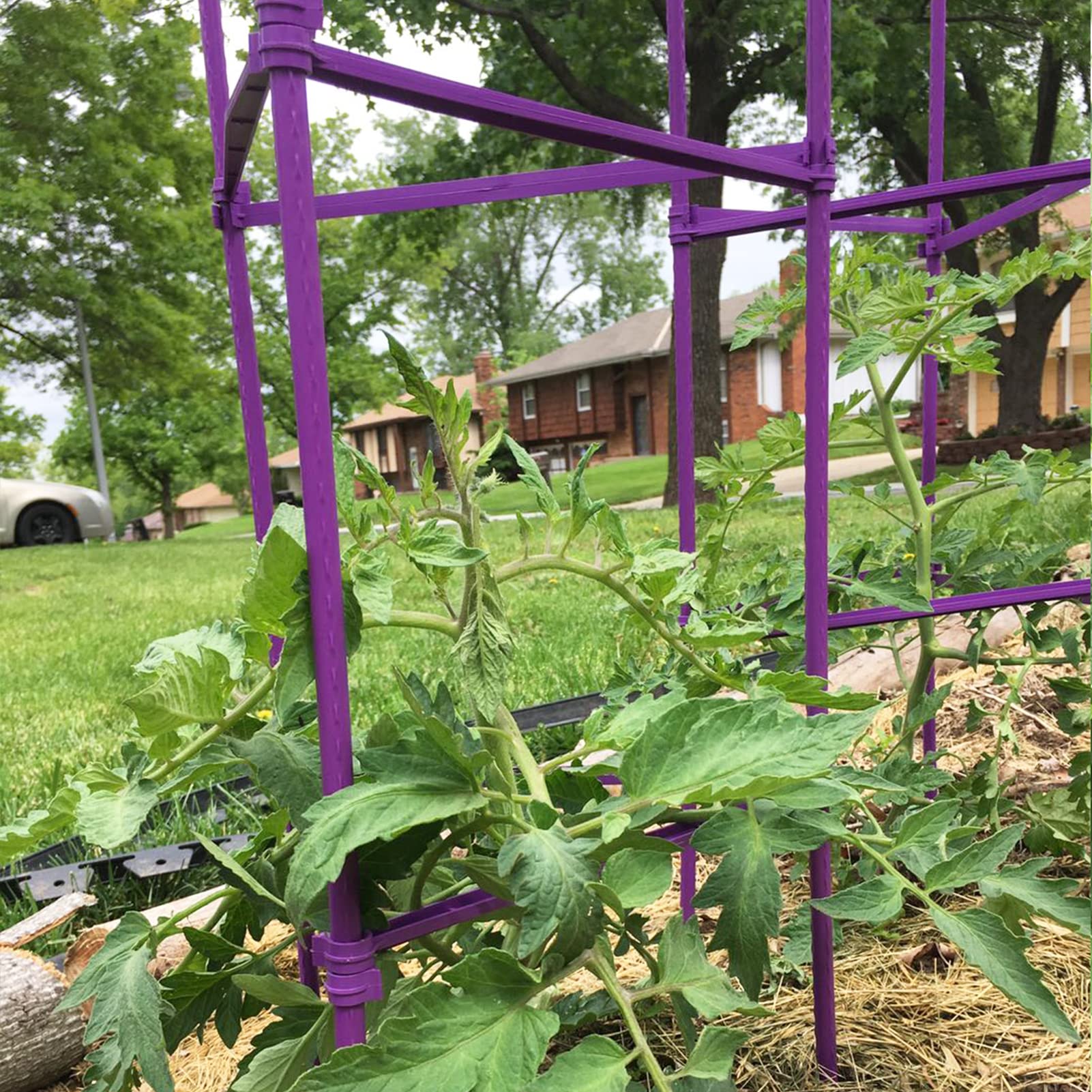 Growsun stakes beside ruler showing up to 73 inch length advantage