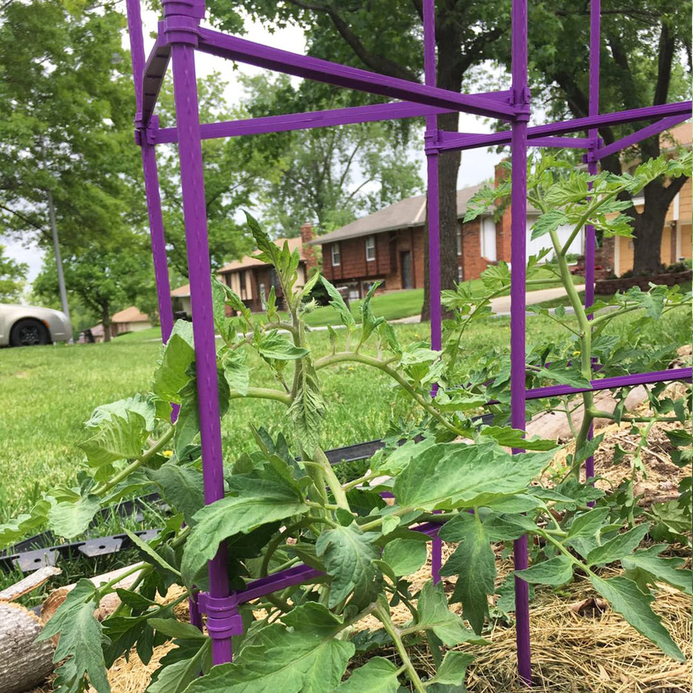 Growsun stakes beside ruler showing up to 73 inch length advantage
