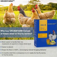 GRUBSFARM tamaño de larva junto a un huevo para comparar escala útil