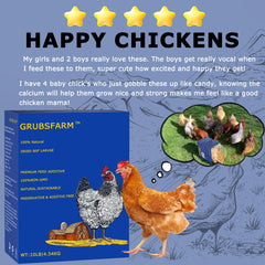 GRUBSFARM larvae being served in coop encouraging foraging and enrichment