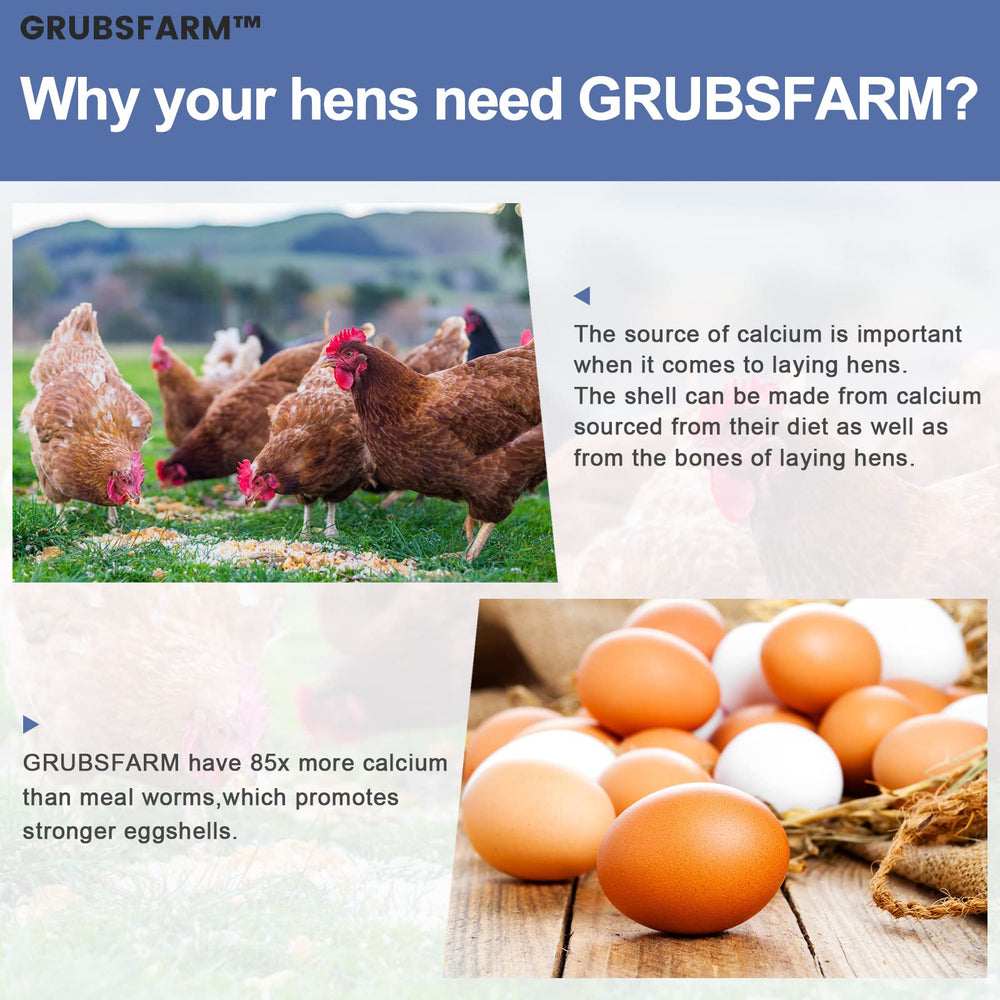 GRUBSFARM larvas servidas en comedero, estimulan forrajeo y apetito en aves