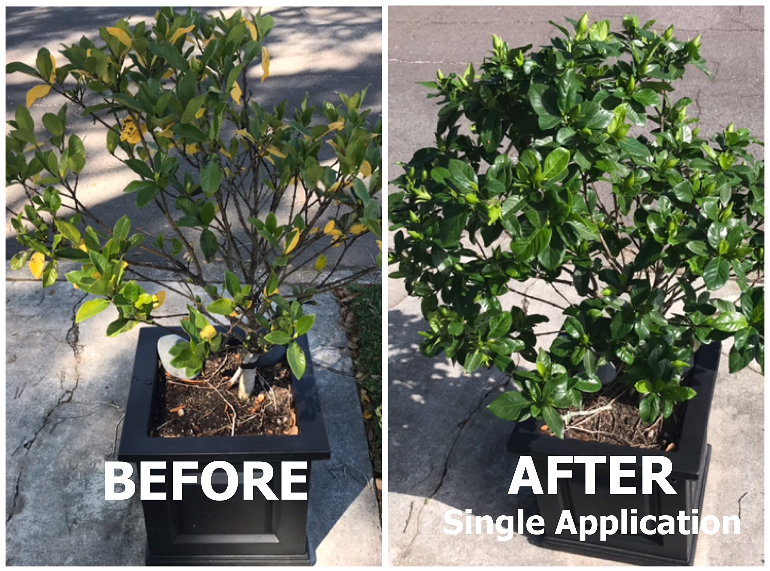 GS Plant Foods applied with watering can to containers for even feeding