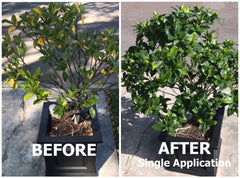GS Plant Foods applied with watering can to containers for even feeding