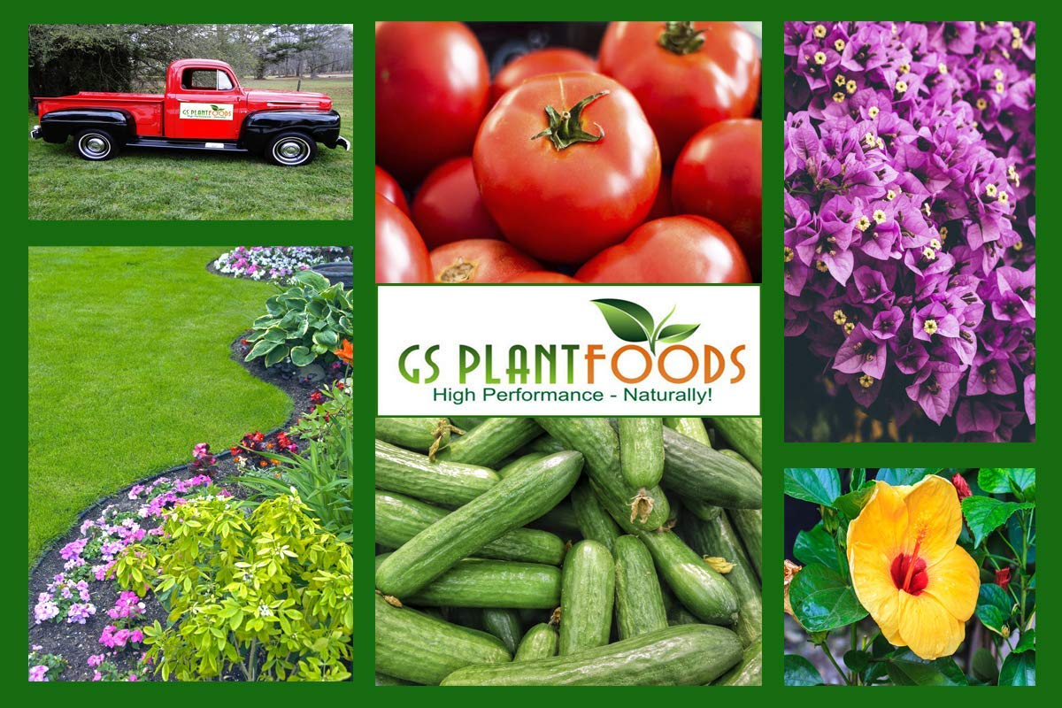 GS Plant Foods kelp ingredient image illustrating natural Ascophyllum nodosum benefit