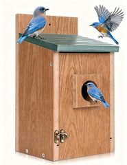 Gtongoko front view green bluebird house showing weatherproof shelter benefit