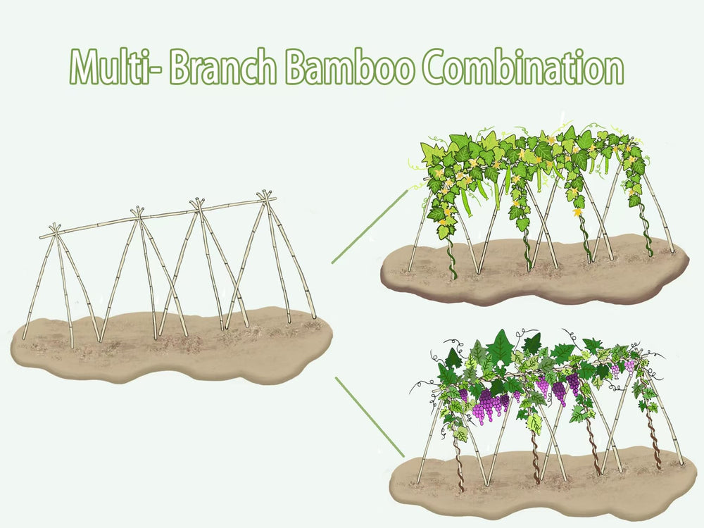 GUANGYE stakes installed in garden rows improving plant airflow