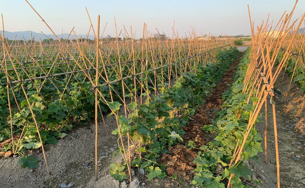 GUANGYE bamboo stakes used in raised bed supports tall tomato and bean vines