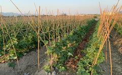 GUANGYE bamboo stakes used in raised bed supports tall tomato and bean vines