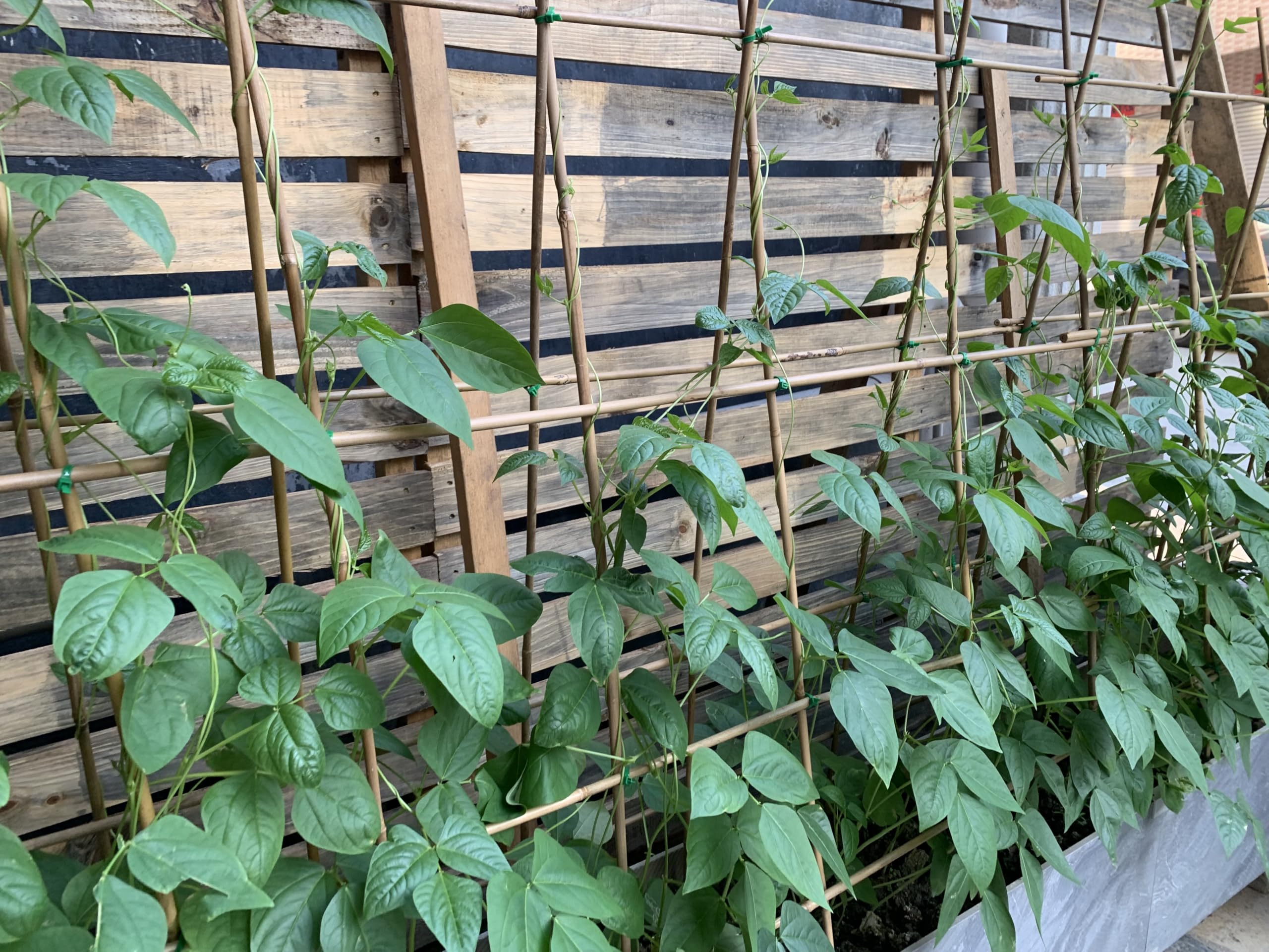 GUANGYE stakes assembled into a simple trellis offering stable support