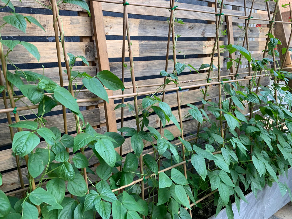 GUANGYE stakes assembled into a simple trellis offering stable support
