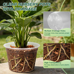 GUGEMEI close-up showing visible roots for easier monitoring and care