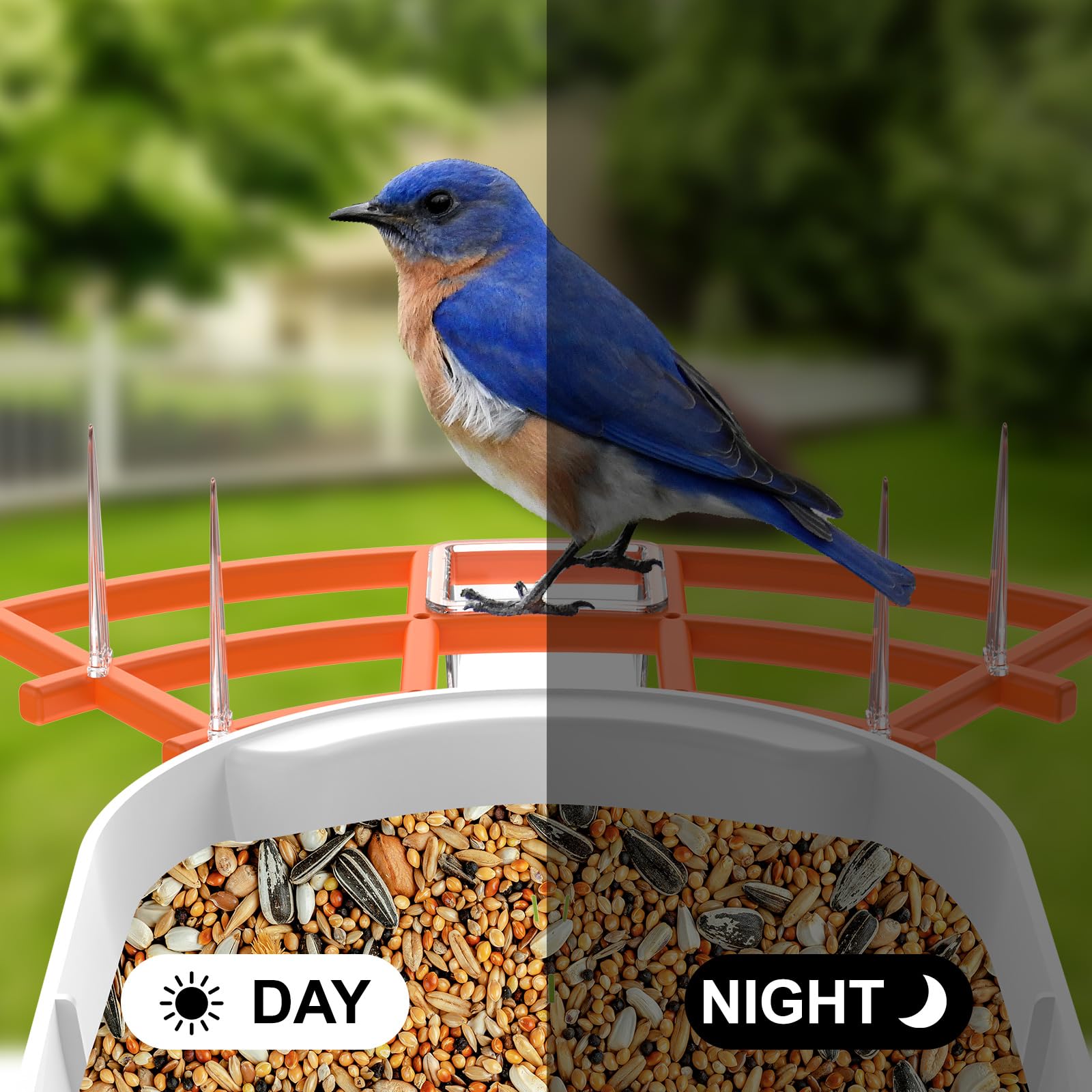 Gyozol night vision illumination capturing nocturnal visits, enables 24/7 watching