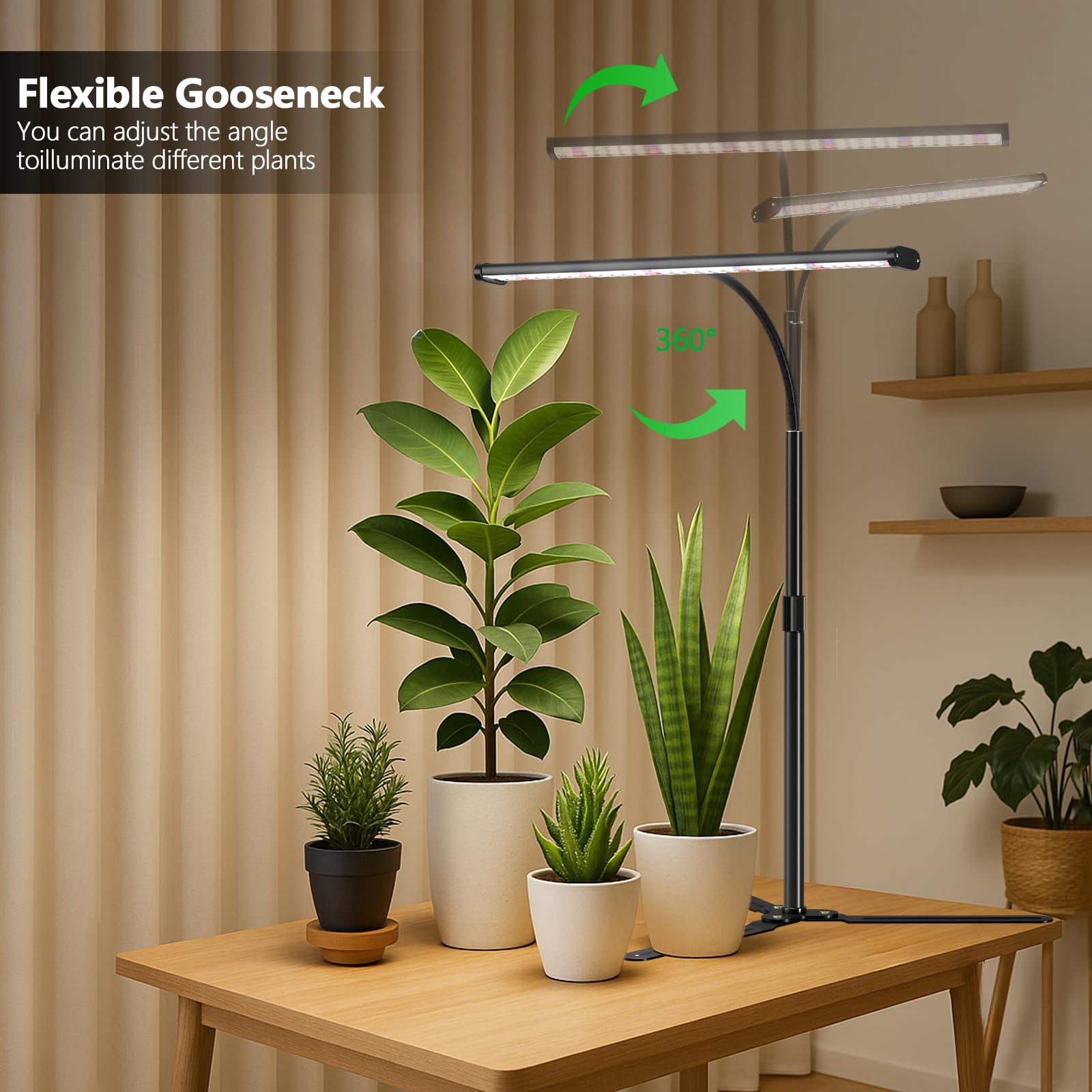 GYTF extended height beside succulent illustrating variable distance for growth