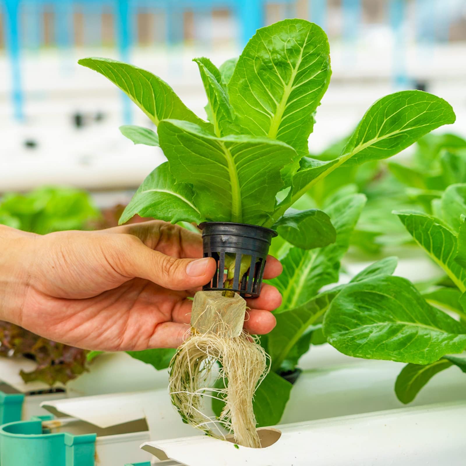 Halatool cubes used in a greenhouse setup illustrating scalable propagation benefits