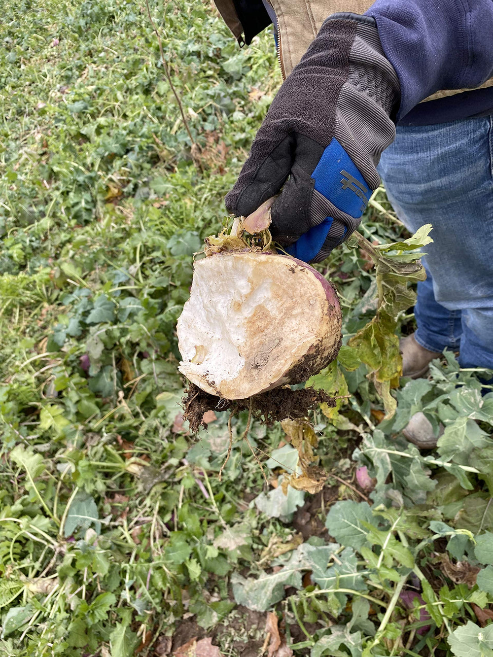 Hale Habitat & Seed leaf texture close-up showing palatable leafy forage