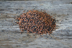 Hale Habitat & Seed close-up of brassica seeds highlighting certified quality
