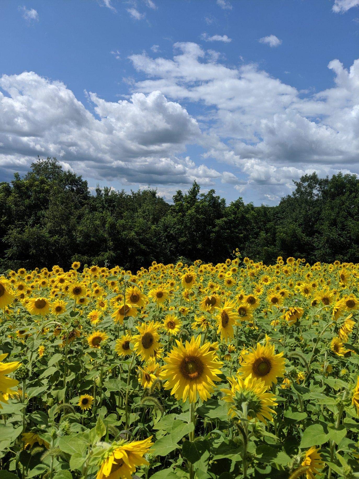 Hale Habitat & Seed sunflowers with a person for scale, showing mature height and screening benefit