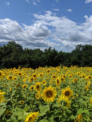 Hale Habitat & Seed sunflowers with a person for scale, showing mature height and screening benefit