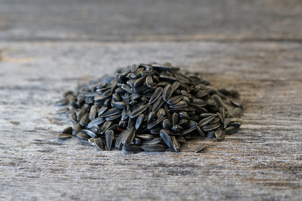 Hale Habitat & Seed close-up of Peredovik sunflower seeds highlighting certified quality and vigor