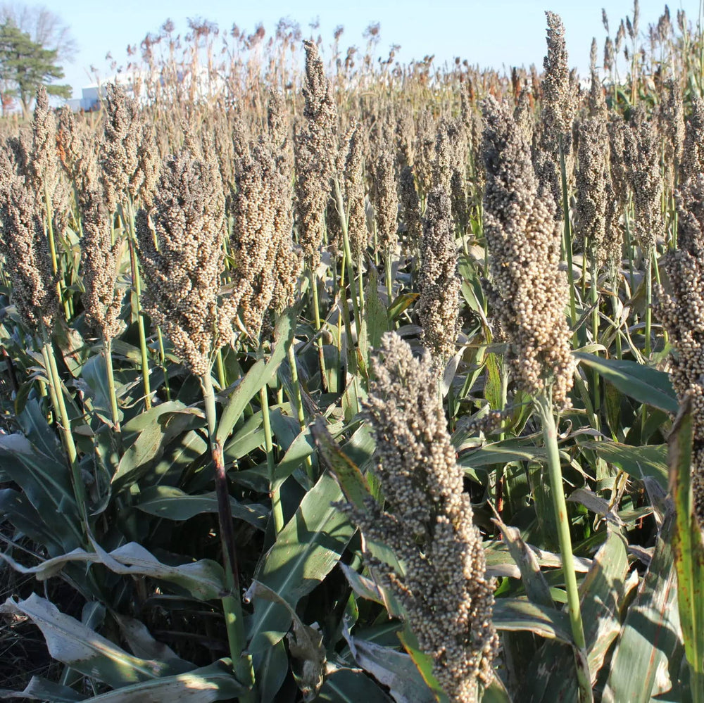 Hale Habitat & Seed planted sorghum food plot in field, demonstrates wildlife forage benefit
