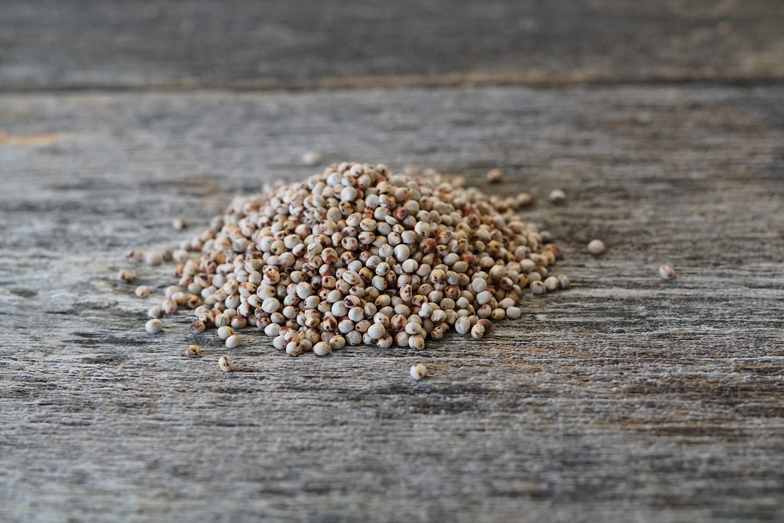Hale Habitat & Seed close-up of grain sorghum seed texture, highlights high germination
