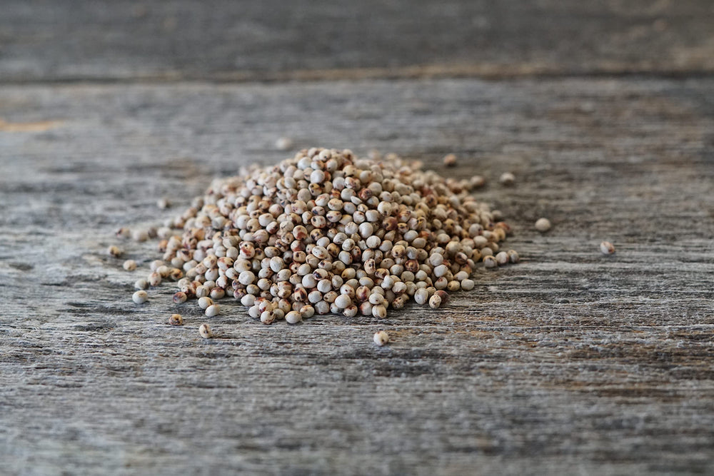 Hale Habitat & Seed close-up of grain sorghum seed texture, highlights high germination