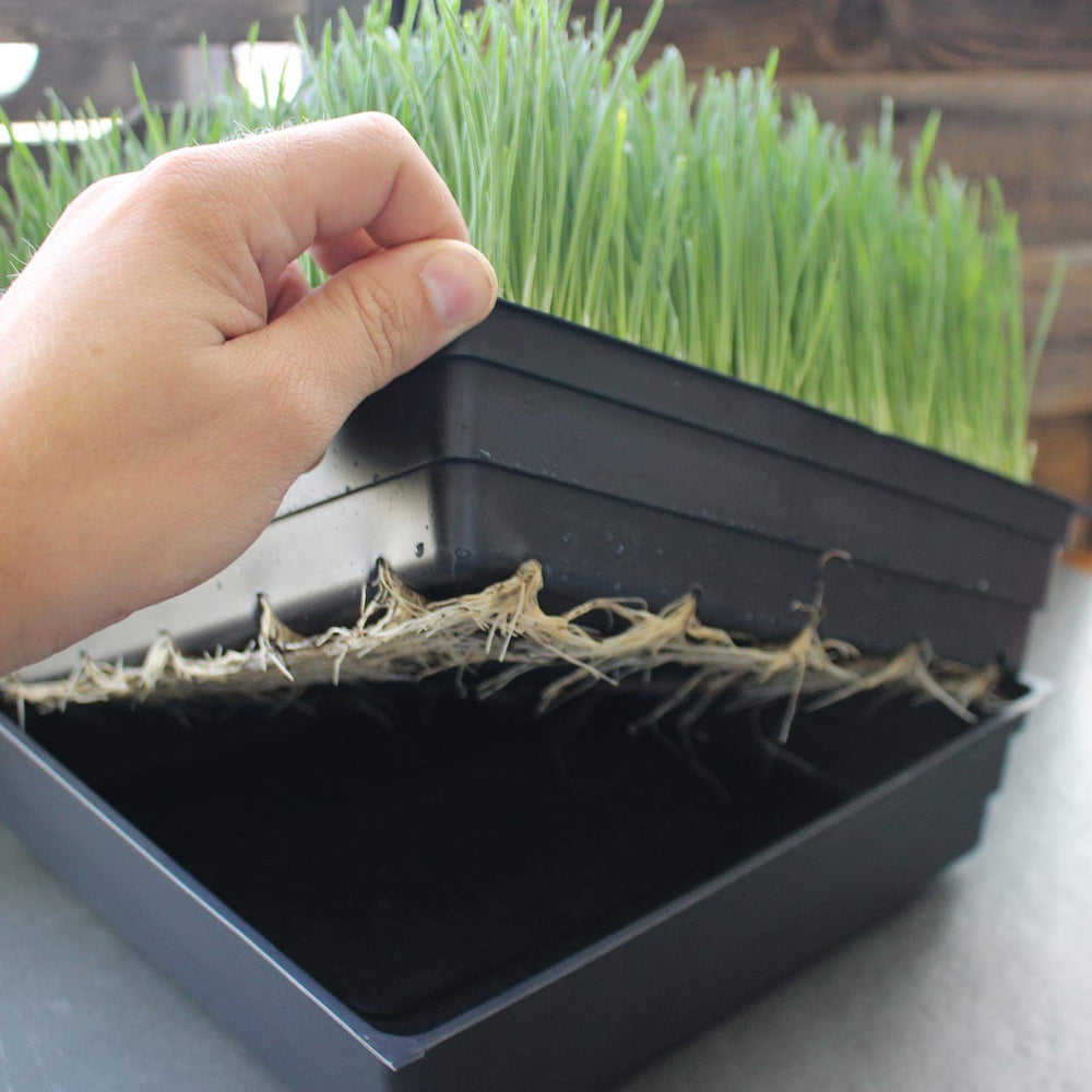 Handy Pantry tray filled with soil and healthy seedlings demonstrating growth