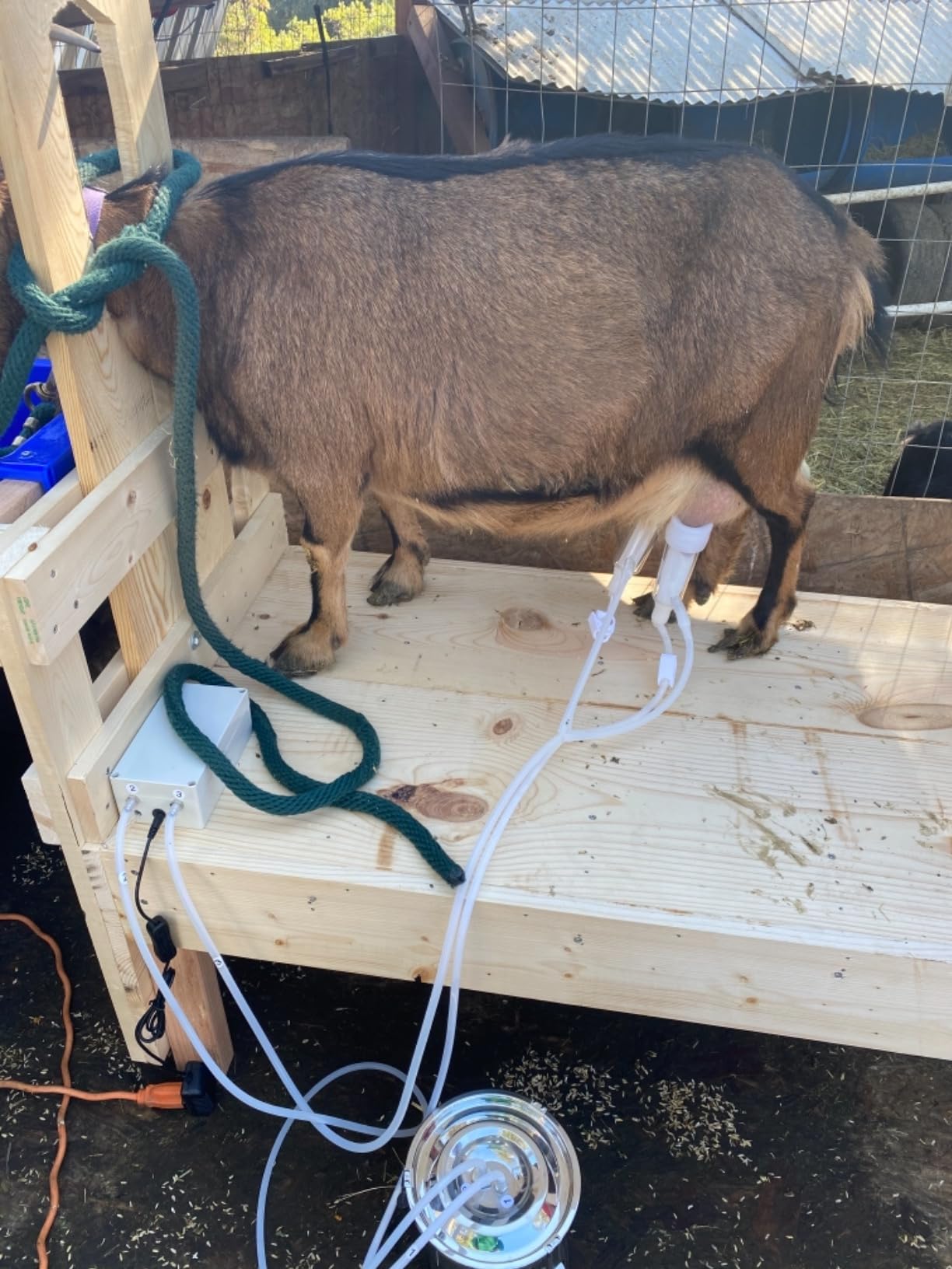 Hantop goat milker in use on homestead demonstrating faster, consistent milking