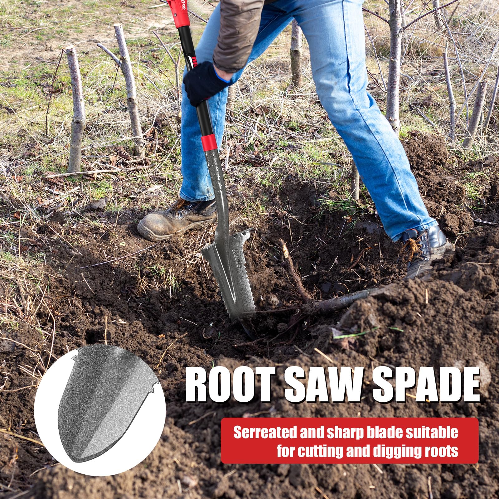 HANTOP transplanting a small tree highlighting clean root cuts
