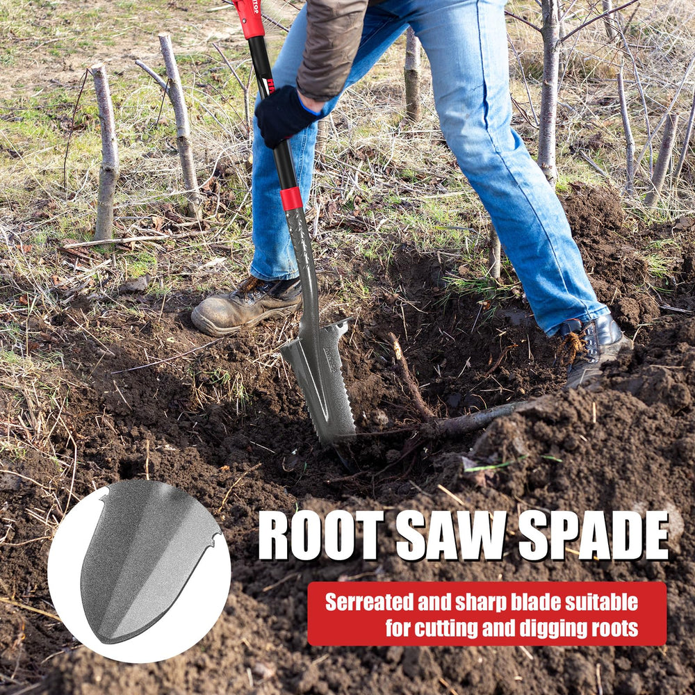 HANTOP transplanting a small tree highlighting clean root cuts