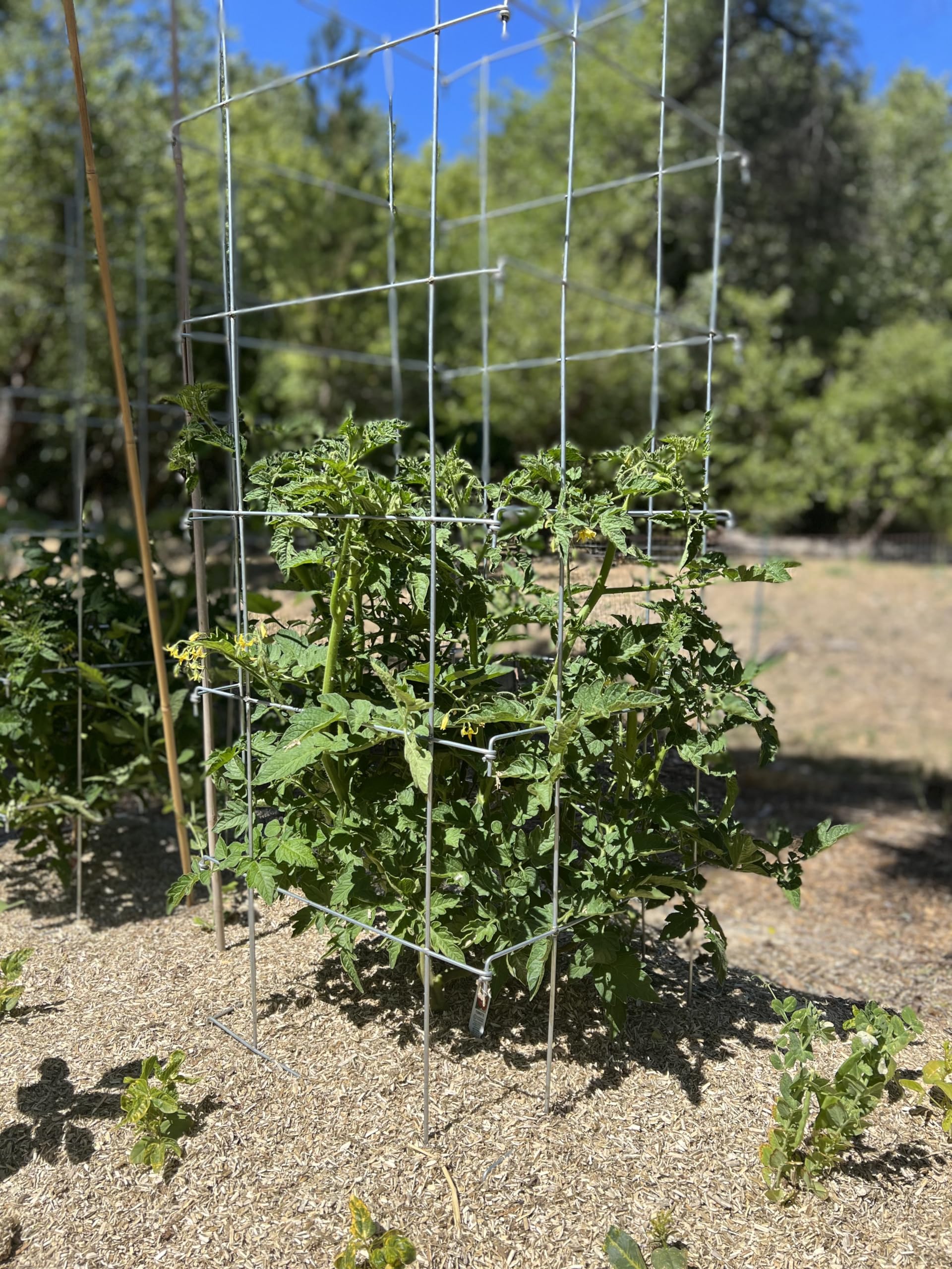 Happy Trees three cages lined in raised bed for uniform plant support