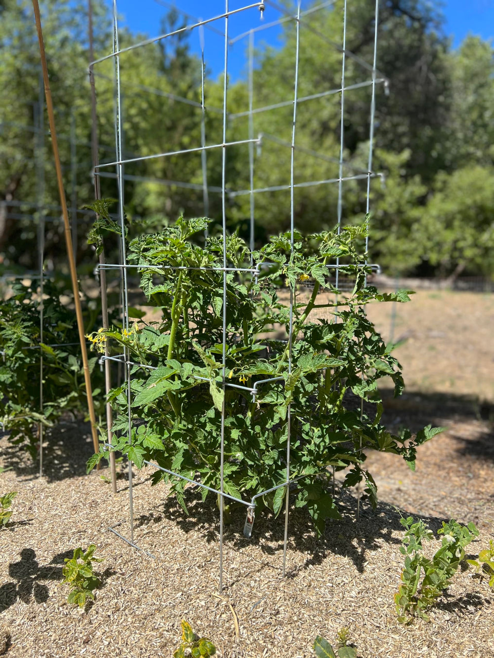 Happy Trees three cages lined in raised bed for uniform plant support