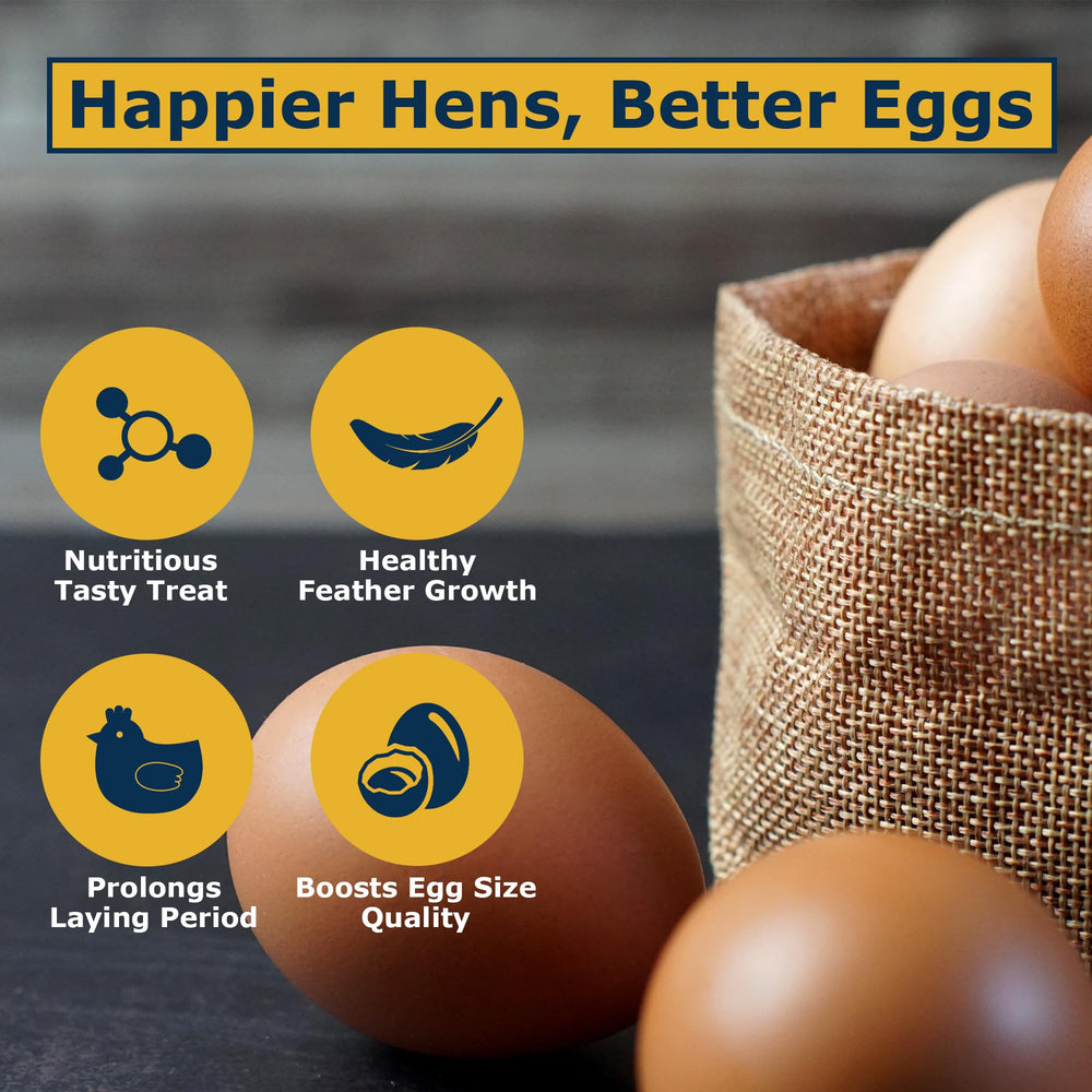 HARTOMPET larvae scattered while chickens forage encouraging natural feeding