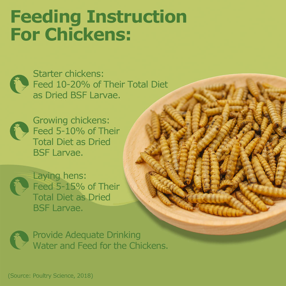 HARTOMPET bowl of larvae being served to chickens for nutrition