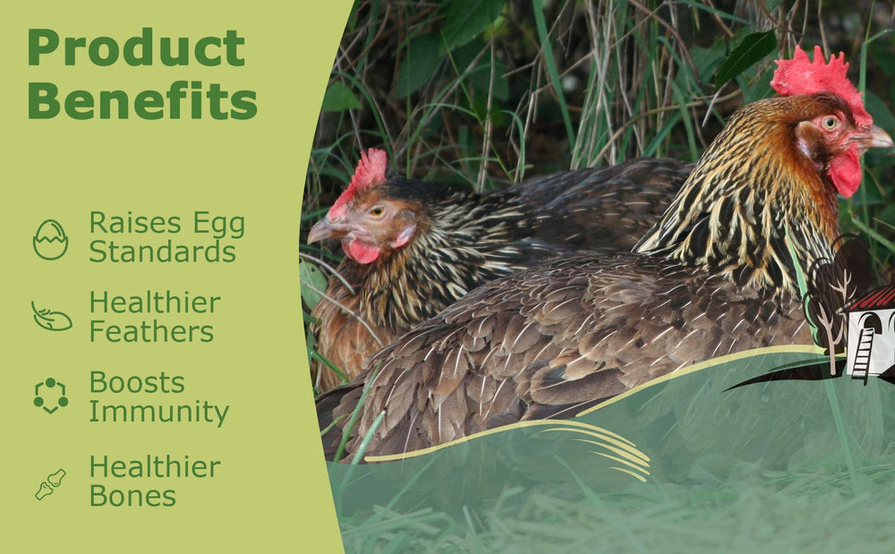 HARTOMPET hen eating larvae illustrating better egg and feather support