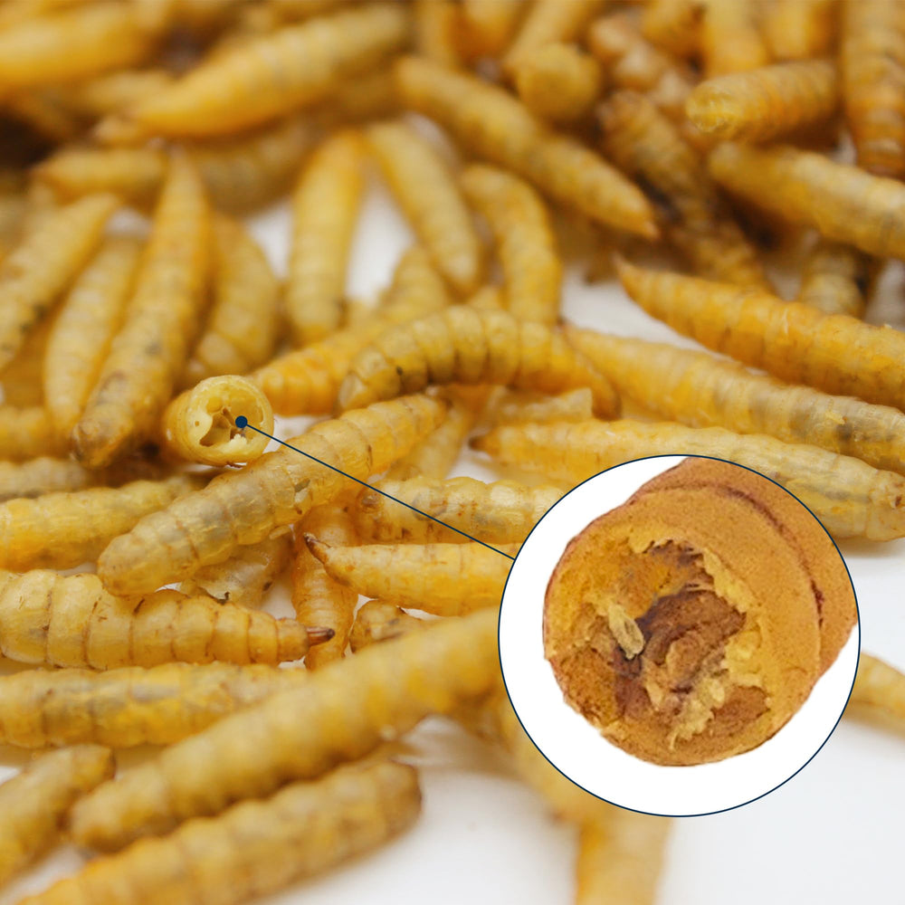 HARTOMPET larvae mixed into layer feed boosting nutrient profile