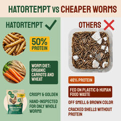 Hatortempt chickens eating mealworms promoting natural foraging