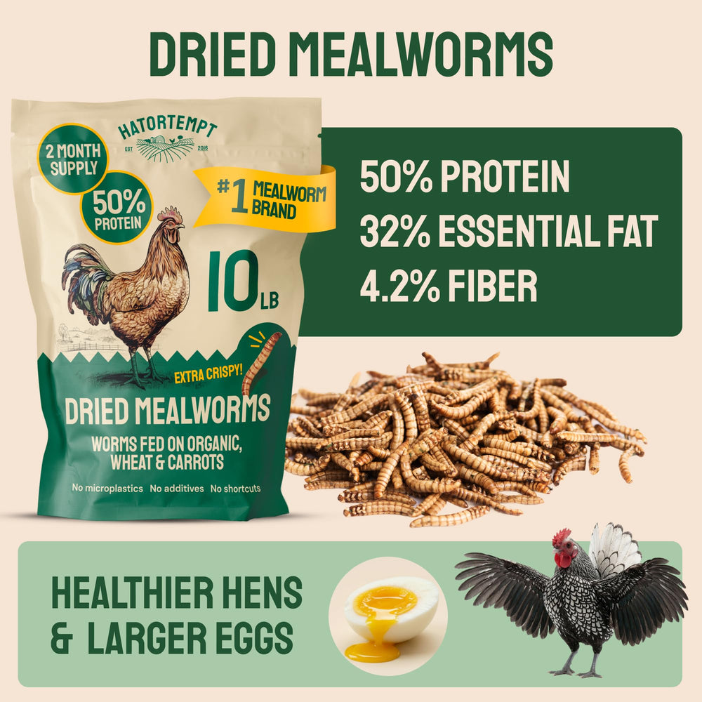 Hatortempt close-up of crunchy mealworm texture for palatability