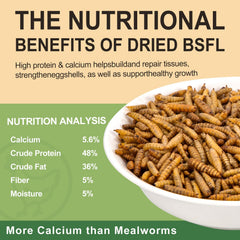 HATORTOP close-up of dried larvae texture highlighting crispy, nutrient-retaining benefit
