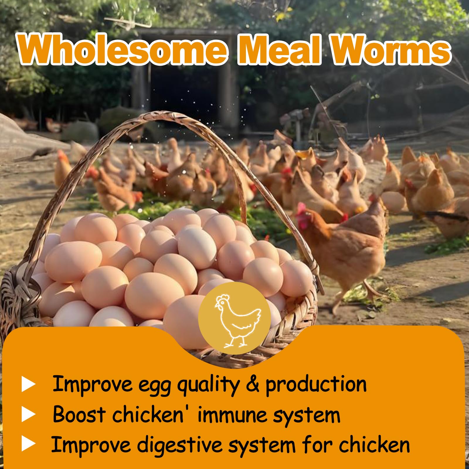 HATORTOP mealworms in a chicken feeder providing high-protein boost