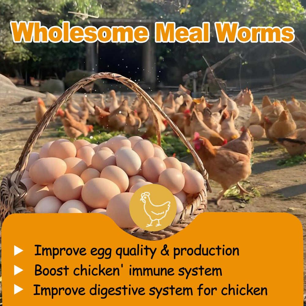HATORTOP mealworms in a chicken feeder providing high-protein boost
